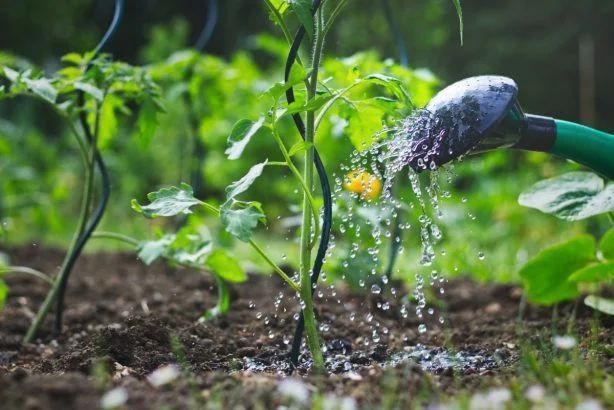 la quantité d'eau nécessaire à une plante